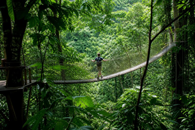 A rope suspension bridge high in the rainforest canopy, a walker halfway across.