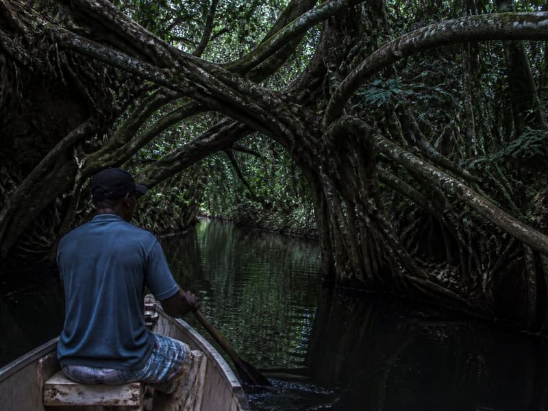 A boatman rowing up the Indian River in Dominica beneath overhanging swamp bloodwood roots.