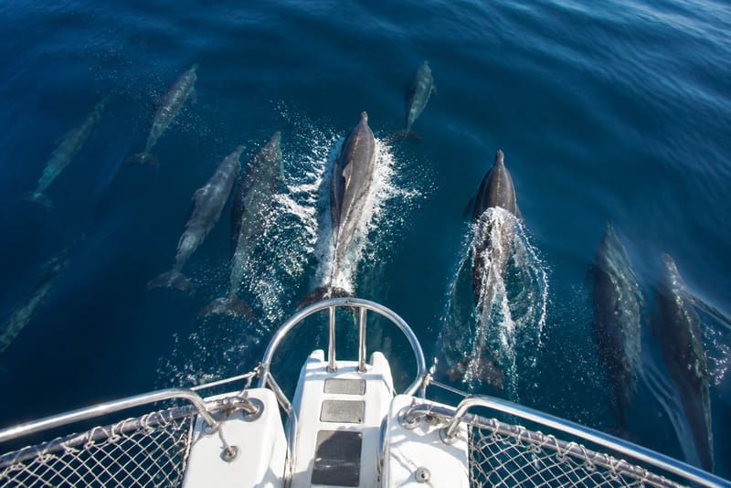 Spinner dolphins riding the bow wave, seen from the bow looking down at them breaking the surface.