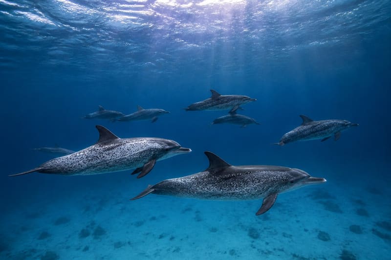 A small pod of spotted dolphins in clear deep blue water with sunlight shafts from the surface.