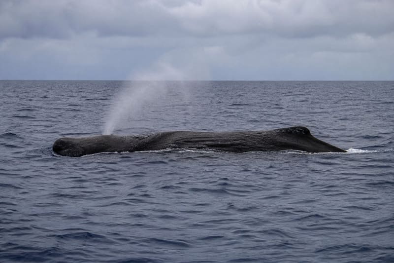 A sperm whale at the surface in deep water off Dominica, its blow drifting, seen from a distance.