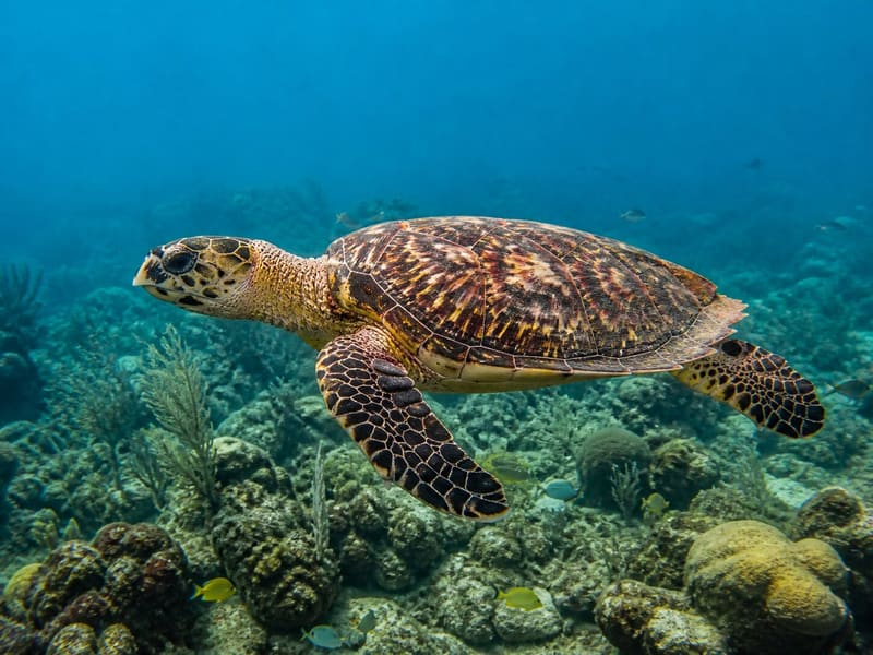 A hawksbill turtle swimming over a shallow reef, its shell patterning sharp, small fish around it.