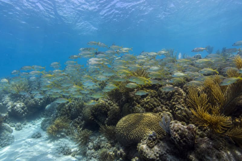 A school of silver and yellow reef fish swirling over sea fans and brain coral in shallow water.