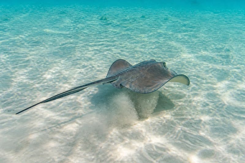 A southern stingray gliding low over rippled pale sand in shallow water.