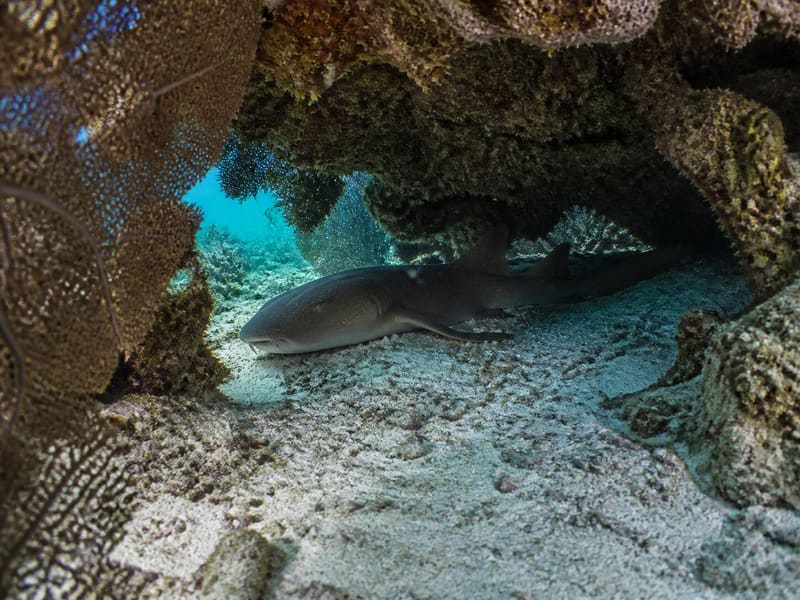 A nurse shark resting under a coral ledge, photographed at a distance.