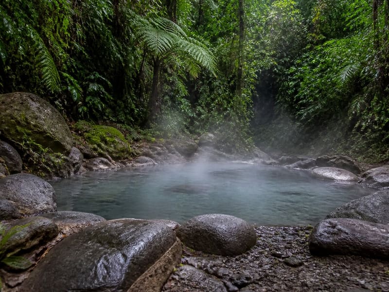 A steaming hot spring pool in a rock basin in the Dominica rainforest, tree ferns closing over it.