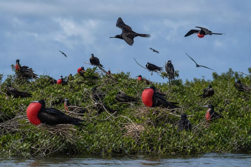 Frigate birds nesting in low mangrove in Codrington Lagoon, Barbuda, several males with scarlet pouches inflated.
