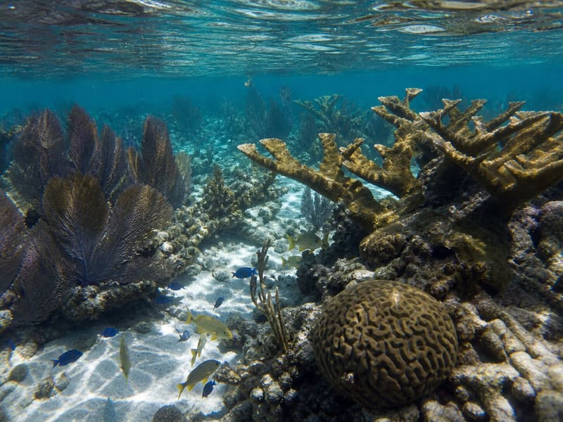 A shallow coral garden seen from just under the surface while snorkelling, the silver of the surface above.
