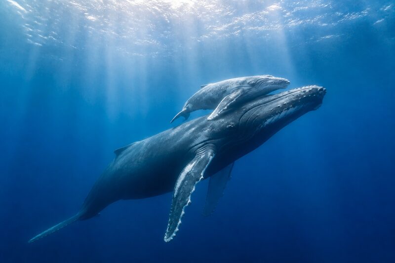 A humpback mother and her calf underwater in clear blue water, the calf tucked close above her head, sunlight coming down from the surface.
