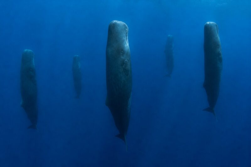 A small group of sperm whales hanging vertically in deep blue water, heads up and tails down, resting.