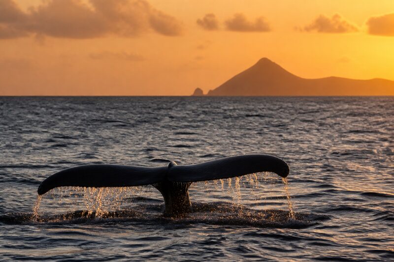 A whale's tail fluke lifting clear of a calm sea as it dives, water streaming off the trailing edge, a volcanic island silhouetted in evening light behind.