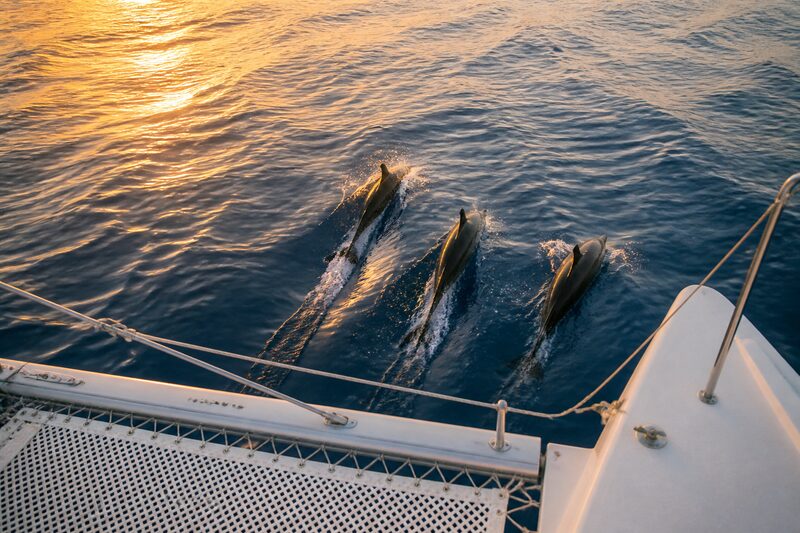Spinner dolphins riding the bow wave of a sailing catamaran at sunset, seen looking down over the bow.