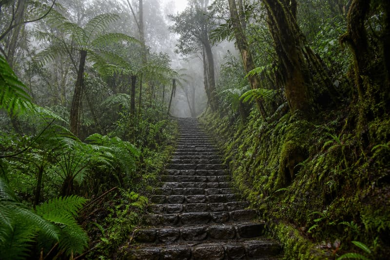 A long stone staircase climbing through dripping cloud forest, tree ferns and mist on both sides.