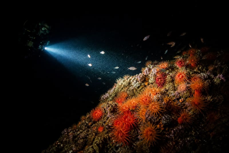 A diver’s torch lighting open coral polyps on a reef at night, black water all around.