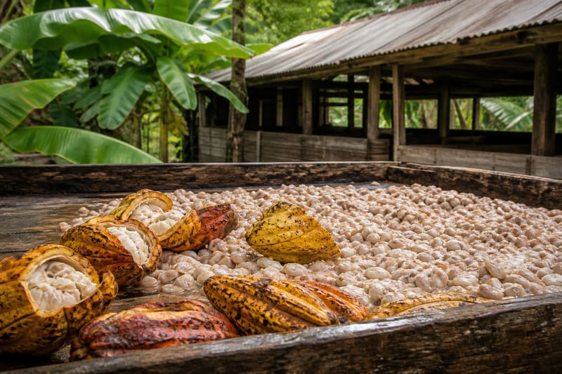 Split cocoa pods and wet beans drying on a tray at a working plantation.