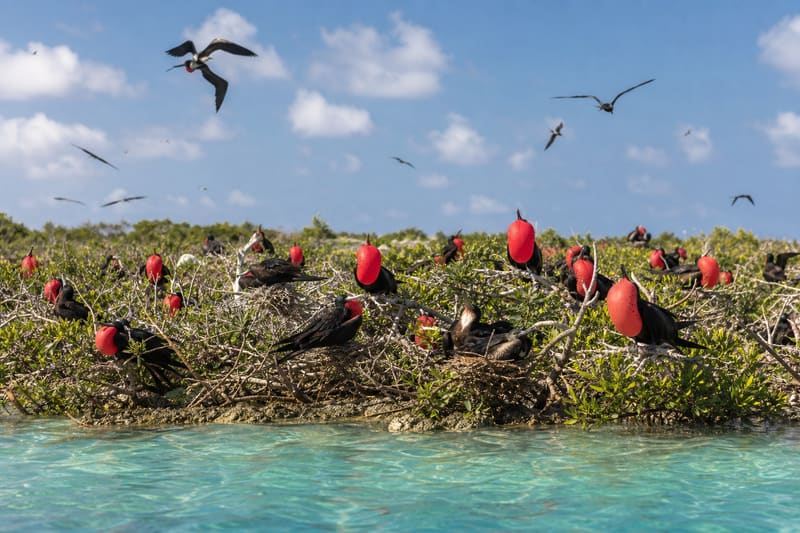 A frigate bird colony in low mangrove, several males with inflated scarlet throat pouches.